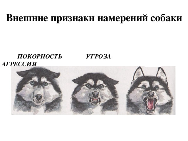 Внешние признаки намерений собаки  ПОКОРНОСТЬ УГРОЗА АГРЕССИЯ 