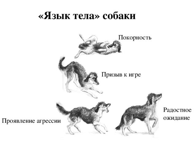 «Язык тела» собаки Покорность Призыв к игре Радостное ожидание Проявление агрессии 