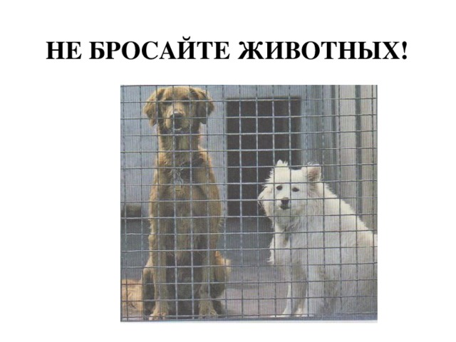 НЕ БРОСАЙТЕ ЖИВОТНЫХ! 