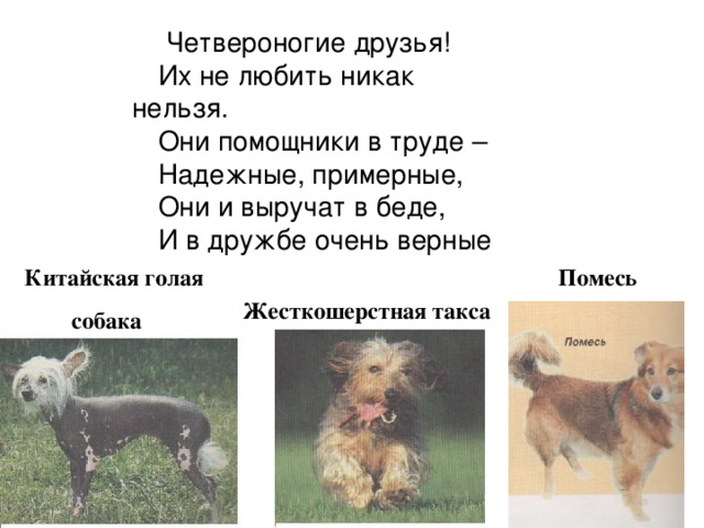  Четвероногие друзья! Их не любить никак нельзя. Они помощники в труде – Надежные, примерные, Они и выручат в беде, И в дружбе очень верные   Китайская голая  собака Помесь Жесткошерстная такса 