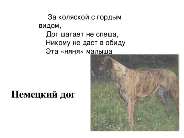  За коляской с гордым видом, Дог шагает не спеша, Никому не даст в обиду Эта «няня» малыша  Немецкий дог 
