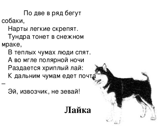  По две в ряд бегут собаки, Нарты легкие скрепят. Тундра тонет в снежном мраке, В теплых чумах люди спят. А во мгле полярной ночи Раздается хриплый лай: К дальним чумам едет почта – Эй, извозчик, не зевай! Лайка 