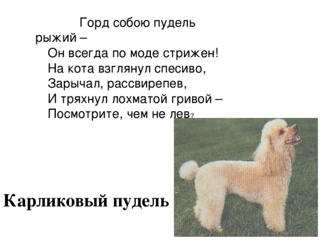  Горд собою пудель рыжий – Он всегда по моде стрижен! На кота взглянул спесиво, Зарычал, рассвирепев, И тряхнул лохматой гривой – Посмотрите, чем не лев ? Карликовый пудель 