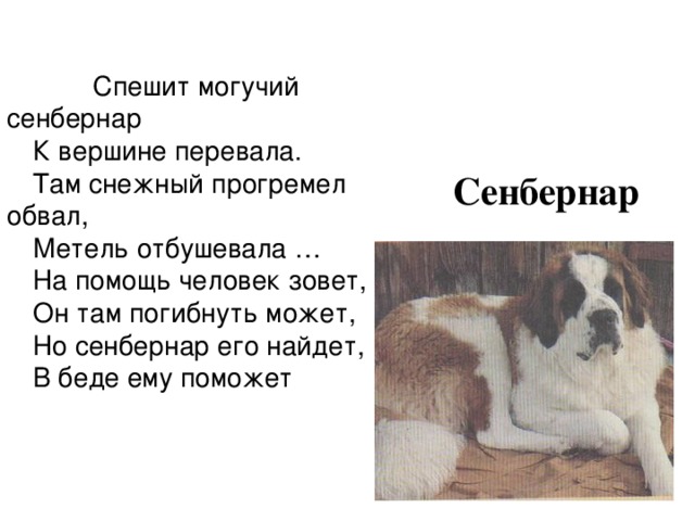  Спешит могучий сенбернар К вершине перевала. Там снежный прогремел обвал, Метель отбушевала … На помощь человек зовет, Он там погибнуть может, Но сенбернар его найдет, В беде ему поможет  Сенбернар 