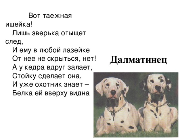  Вот таежная ищейка! Лишь зверька отыщет след, И ему в любой лазейке От нее не скрыться, нет! А у кедра вдруг залает, Стойку сделает она, И уже охотник знает – Белка ей вверху видна  Далматинец 