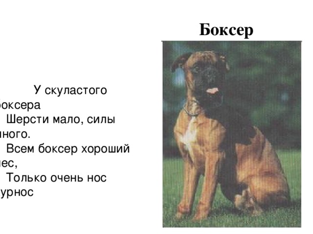 Боксер  У скуластого боксера Шерсти мало, силы много. Всем боксер хороший пес, Только очень нос курнос  