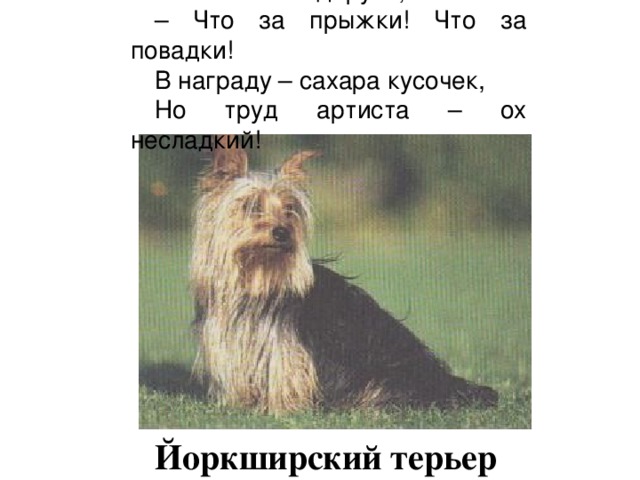  Зал аплодирует, хохочет: – Что за прыжки! Что за повадки! В награду – сахара кусочек, Но труд артиста – ох несладкий! Йоркширский терьер 