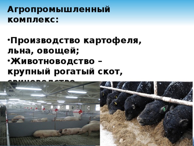 Агропромышленный комплекс:  Производство картофеля, льна, овощей; Животноводство – крупный рогатый скот, свиноводство, птицеводство. 