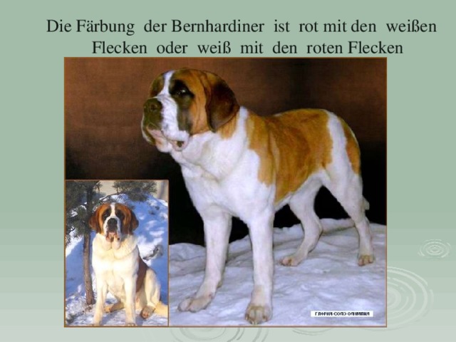 Die Färbung der Bernhardiner ist rot mit den  weißen  Flecken oder weiß mit den roten Flecken 
