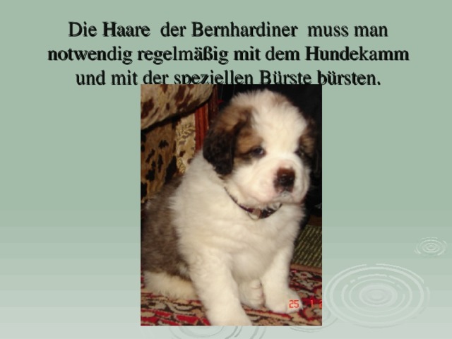 Die Haare der Bernhardiner muss man notwendig regelmäßig mit dem Hundekamm und mit der speziellen Bürste bürsten.    