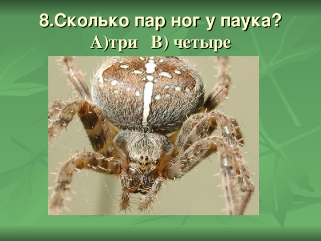8.Сколько пар ног у паука?  А)три В) четыре 