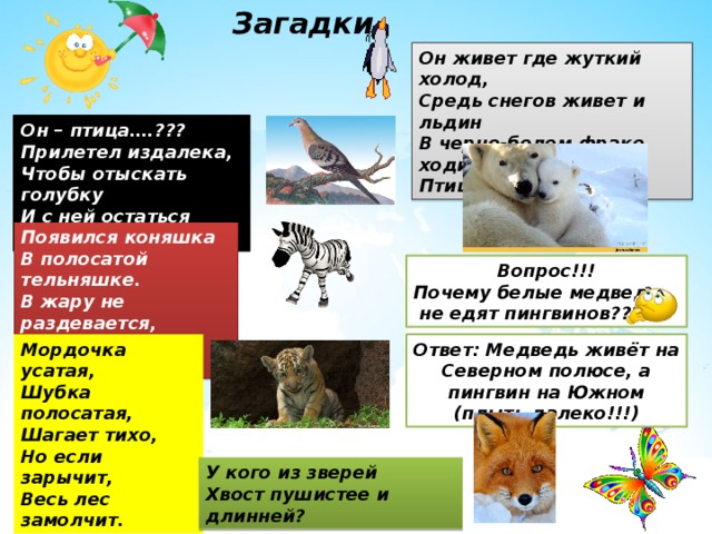 Загадки Он живет где жуткий холод,  Средь снегов живет и льдин  В черно-белом фраке ходит  Птица гордая... Он – птица….??? Прилетел издалека, Чтобы отыскать голубку И с ней остаться навсегда. Появился коняшка  В полосатой тельняшке.  В жару не раздевается,  Прямо в ней купается. Вопрос!!! Почему белые медведи  не едят пингвинов??? Мордочка усатая,  Шубка полосатая,  Шагает тихо,  Но если зарычит,  Весь лес замолчит. Ответ: Медведь живёт на Северном полюсе, а пингвин на Южном (плыть далеко!!!) У кого из зверей  Хвост пушистее и длинней? 