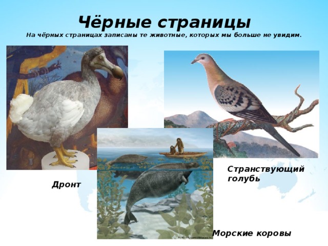 Чёрные страницы  На чёрных страницах записаны те животные, которых мы больше не увидим. Странствующий голубь Дронт Морские коровы 
