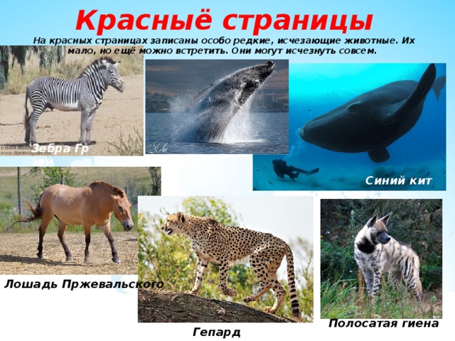 Красныё страницы  На красных страницах записаны особо редкие, исчезающие животные. Их мало, но ещё можно встретить. Они могут исчезнуть совсем. Зебра   Грэви Синий кит Лошадь Пржевальского Полосатая гиена Гепард 