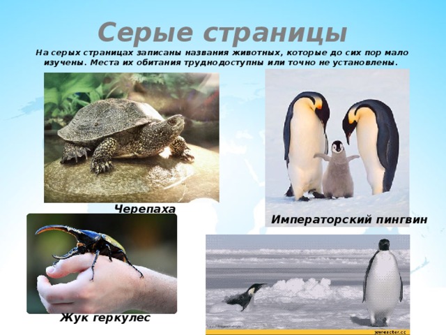 Серые страницы  На серых страницах записаны названия животных, которые до сих пор мало изучены. Места их обитания труднодоступны или точно не установлены. Черепаха Императорский пингвин Жук геркулес 