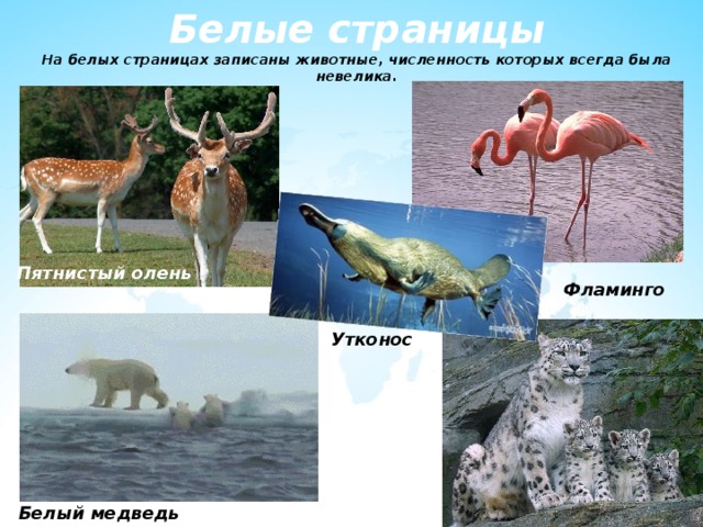 Белые страницы  На белых страницах записаны животные, численность которых всегда была невелика. Пятнистый олень Фламинго Утконос Белый медведь 