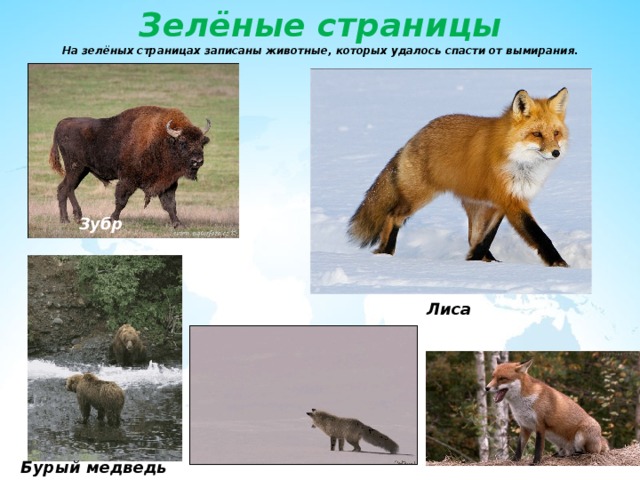 Зелёные страницы  На зелёных страницах записаны животные, которых удалось спасти от вымирания. Зубр Лиса Бурый медведь 