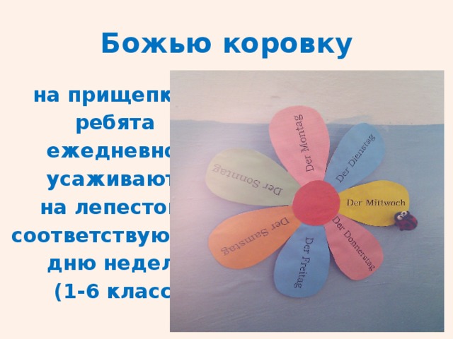 Божью коровку  на прищепке  ребята  ежедневно  усаживают  на лепесток,  соответствующий  дню недели  (1-6 класс) 