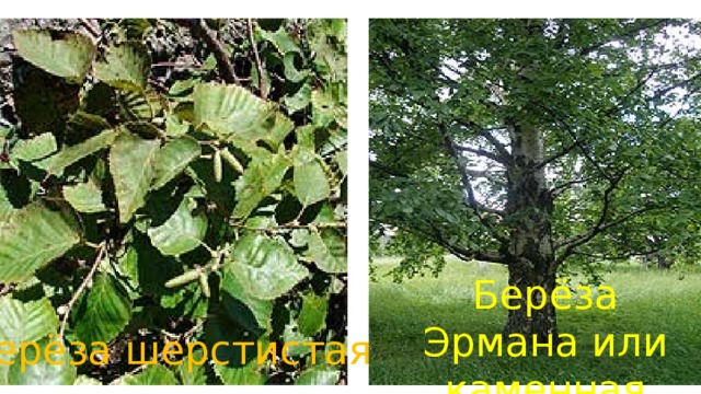 Берёза Эрмана или каменная Берёза шерстистая 