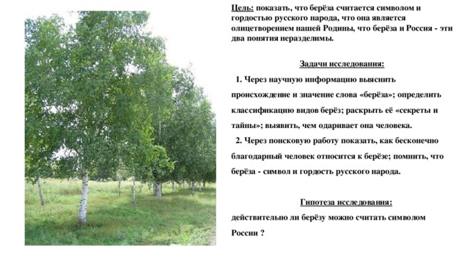 Цель: показать, что берёза считается символом и гордостью русского народа, что она  является олицетворением нашей Родины, что берёза и Россия - эти два понятия неразделимы.   Задачи исследования:  1. Через научную информацию выяснить происхождение и значение слова «берёза»; определить классификацию видов берёз; раскрыть её «секреты и тайны»; выявить, чем одаривает она человека.  2. Через поисковую работу показать, как бесконечно благодарный человек относится к берёзе; помнить, что берёза - символ и гордость русского народа.   Гипотеза исследования: действительно ли берёзу можно считать символом России ? 