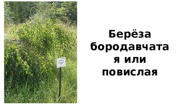 Берёза бородавчатая или повислая 
