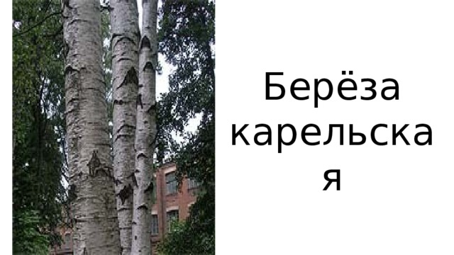 Берёза карельская 