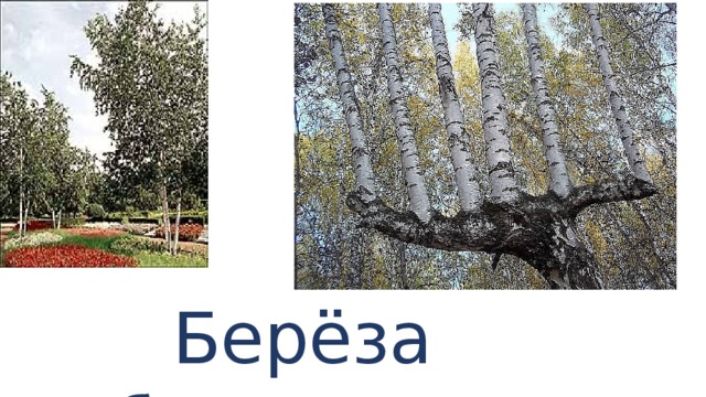 Берёза бумажная 