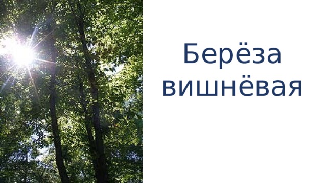 Берёза вишнёвая 
