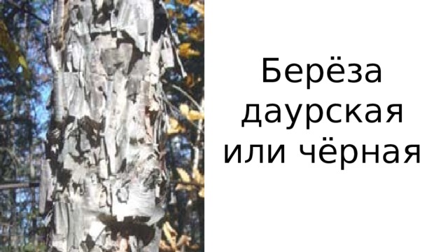 Берёза даурская или чёрная 