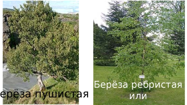 Берёза ребристая или дальневосточная Берёза пушистая 