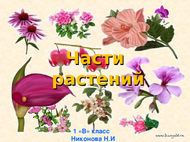 Части  растений 1 «В» класс  Никонова Н.И 