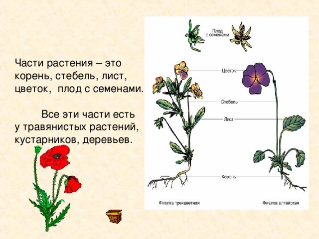 Части растения – это корень , стебель, лист, цветок, плод с семенами.  Все эти части есть  у травянистых растений , кустарников, деревьев. 