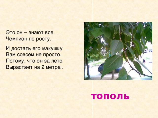 Это он – знают все Чемпион по росту. И достать его макушку Вам совсем не просто. Потому , что он за лето Вырастает на 2 метра . тополь 