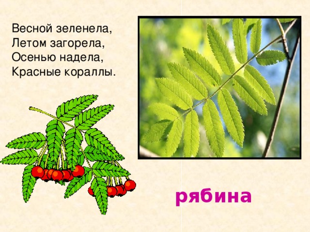 Весной зеленела, Летом загорела, Осенью надела, Красные кораллы.  рябина 