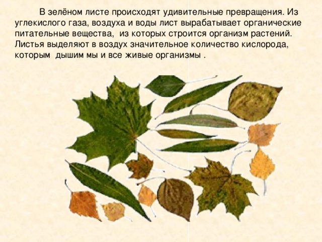  В зелёном листе происходят удивительные превращения. Из углекислого газа , воздуха и воды лист вырабатывает органические питательные вещества ,   из которых строится организм растений. Листья выделяют в воздух значительное количество кислорода , которым дышим мы и все живые организмы . 