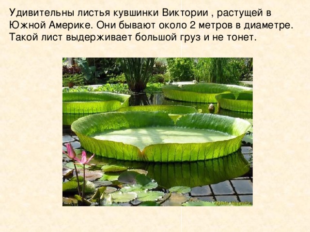 Удивительны листья кувшинки Виктории , растущей в Южной Америке. Они бывают около 2 метров в диаметре. Такой лист выдерживает большой груз и не тонет. 