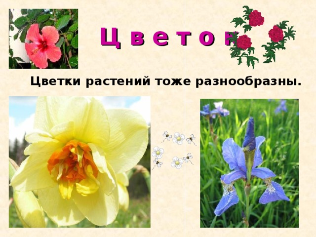 Ц в е т о к Цветки растений тоже разнообразны. 