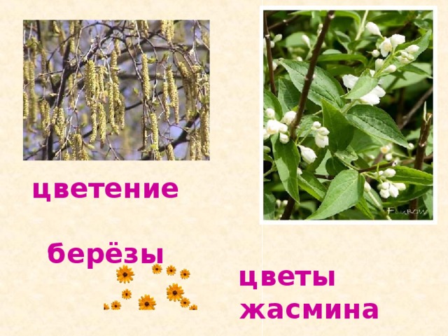 цветение  берёзы цветы  жасмина 