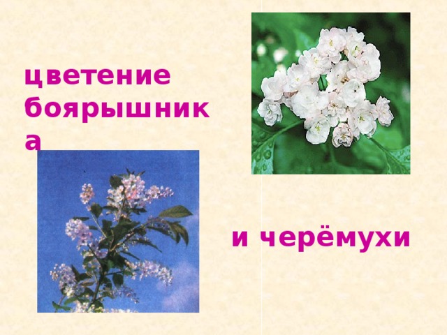 цветение боярышника и черёмухи 