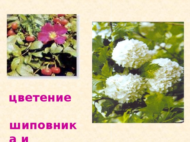 цветение шиповника и жасмина 