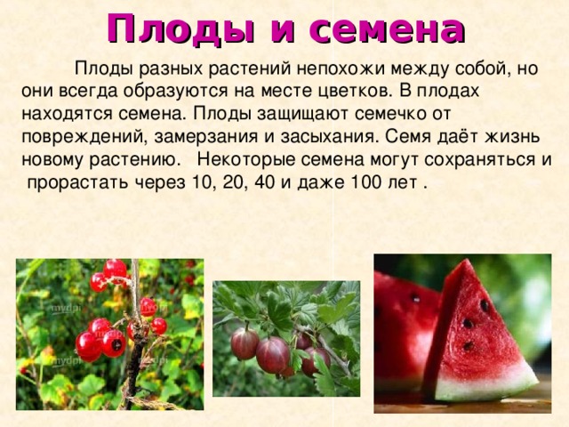  Плоды и семена  Плоды разных растений непохожи между собой, но они всегда образуются на месте цветков. В плодах находятся семена. Плоды защищают семечко от повреждений, замерзания и засыхания. Семя даёт жизнь новому растению. Некоторые семена могут сохраняться и прорастать через 10, 20, 40 и даже 100 лет . 