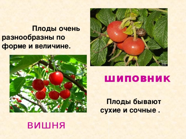  Плоды очень разнообразны по форме и величине. шиповник  Плоды бывают сухие и сочные .  вишня 
