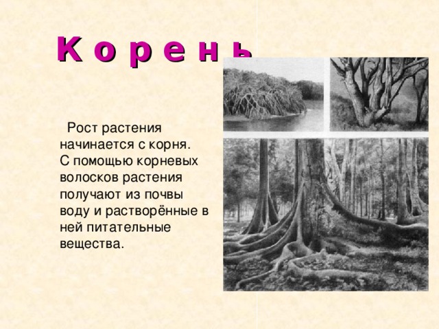  К о р е н ь  Рост растения начинается с корня. С помощью корневых волосков растения получают из почвы воду и растворённые в ней питательные вещества. 
