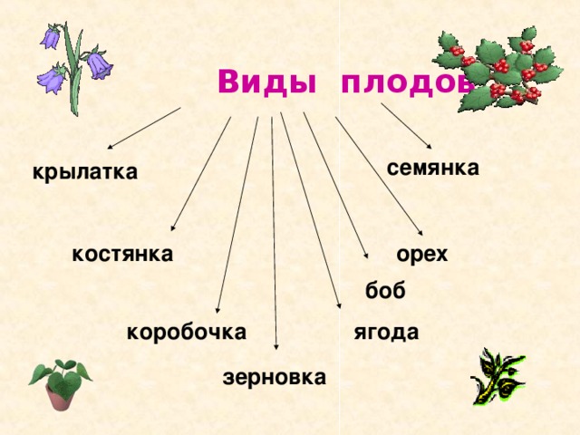  Виды плодов семянка крылатка орех костянка боб коробочка ягода зерновка 