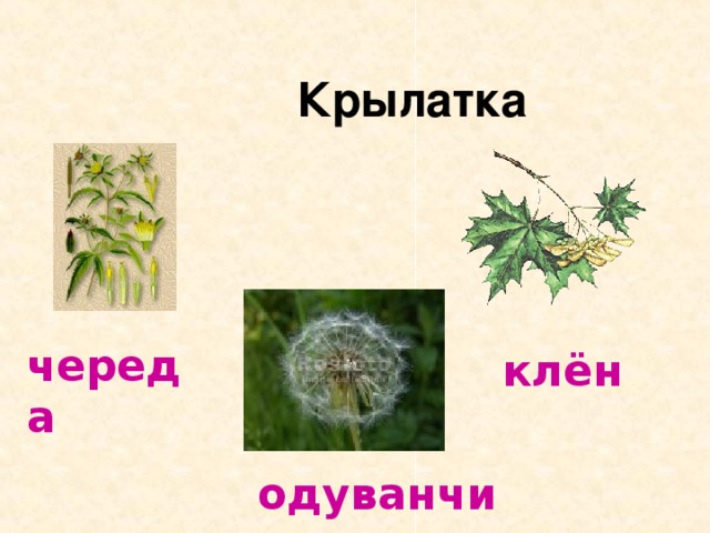  Крылатка череда клён одуванчик 