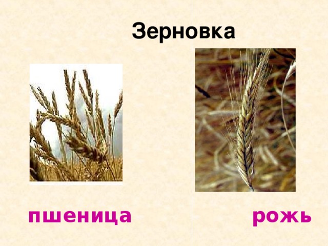  Зерновка  пшеница рожь 