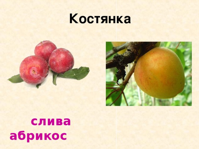  Костянка  слива абрикос 