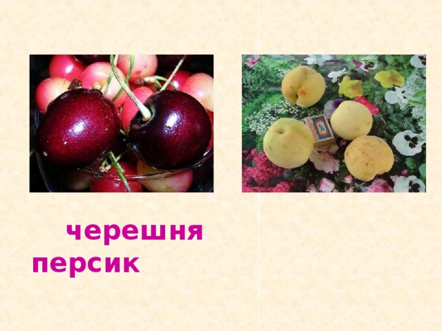  черешня персик 