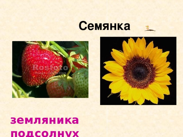   Семянка  земляника подсолнух 