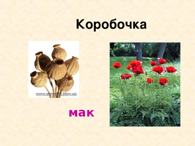  Коробочка  мак 